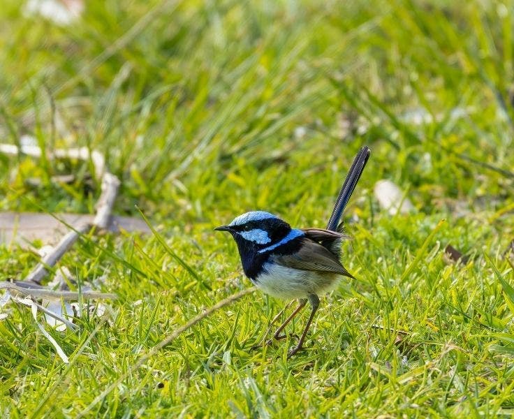 blue fairy wren sitting on the grass